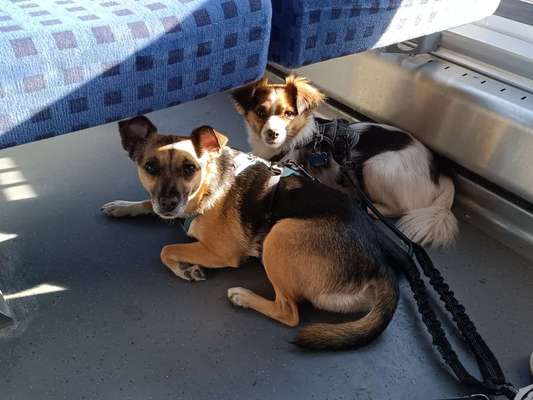 Unsere Fellnasen-Vielfalt im Überblick!-Beitrag-Bild