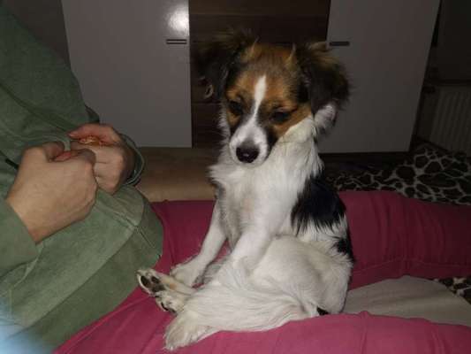 Jack Russell Terrier-Beitrag-Bild