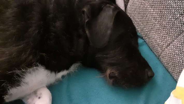 Unverständnis anderer Hundebesitzer-Beitrag-Bild