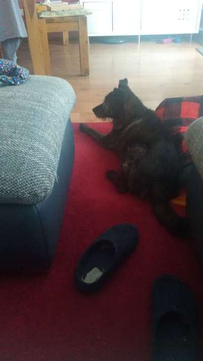 Schattenseiten der Hundehaltung-Beitrag-Bild