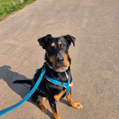 Hundetreffen-Training Hundebegegnungen-Bild