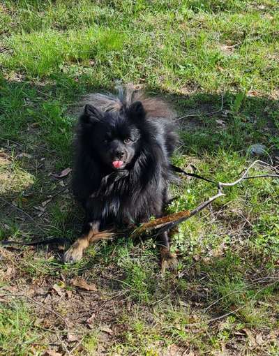 Dogorama Photo Challenge - Der Frühling kommt-Beitrag-Bild