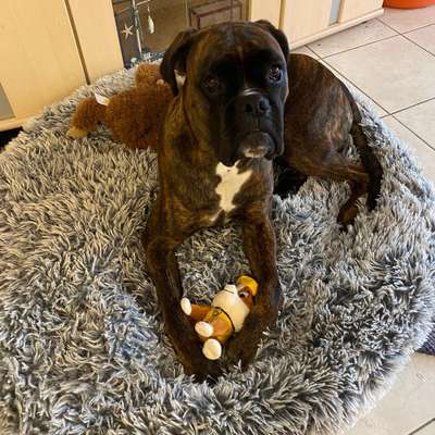 Hundetreffen-Junghundetreff-Bild