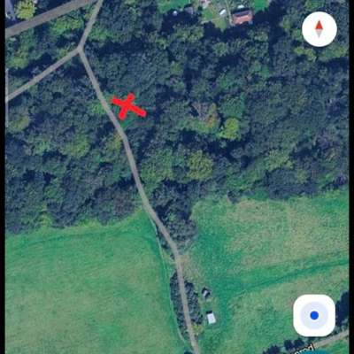 Giftköder-Toter Waschbär-Bild