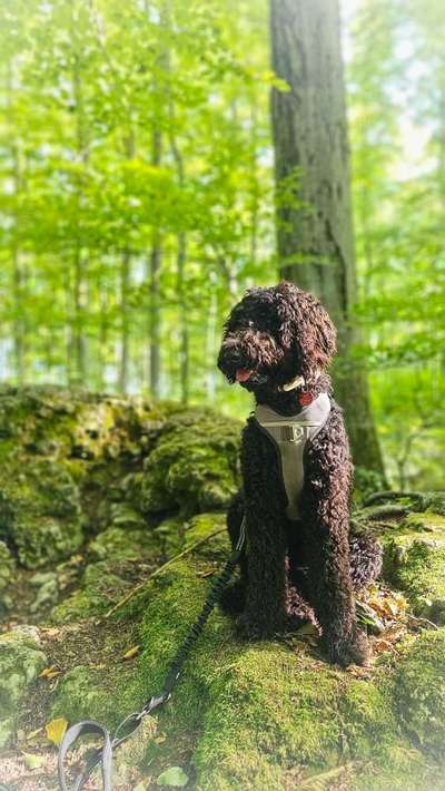 Hundetreffen-Gemeinsames Gassigehen, spielen, trainieren-Bild