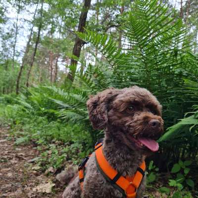 Hundetreffen-Gassi & Spiel treffen-Bild