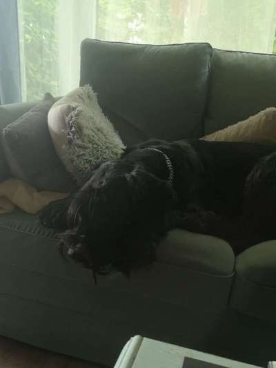 Wo sind die Riesenschnauzer?-Beitrag-Bild