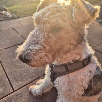 Hundetreffen-Trainingspartner gesucht