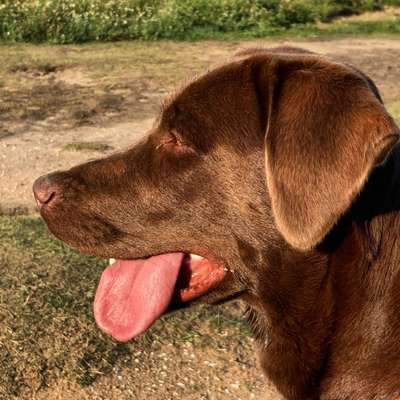 Die Dogorama Kalender Challenge Titelbild-Beitrag-Bild