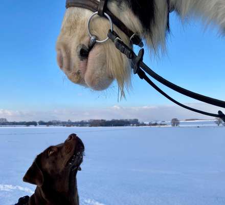 Fotochallenge Nr. 51 "Euer Hund mit anderen Tieren"-Beitrag-Bild