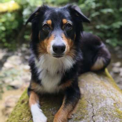 Hundetreffen-Suche nette Leute für Spaziergänge-Bild