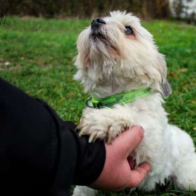 Hundetreffen-Treffen mit kleinen Hunden-Bild