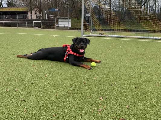 Rottweiler-Beitrag-Bild