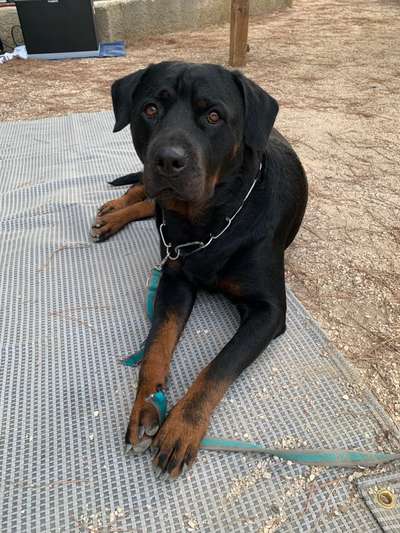 Rottweiler-Beitrag-Bild