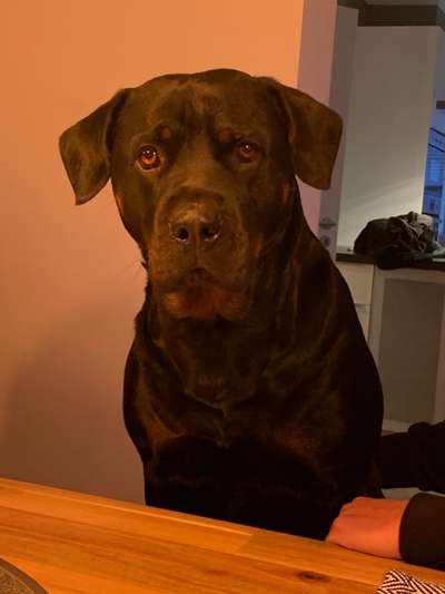 Rottweiler-Beitrag-Bild