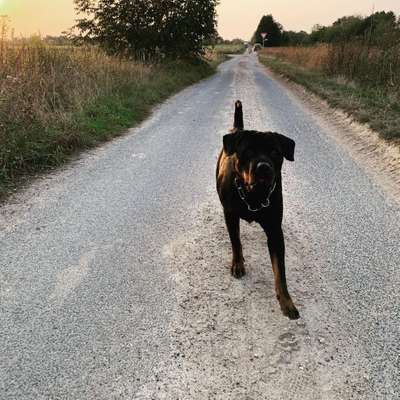 Rottweiler-Beitrag-Bild