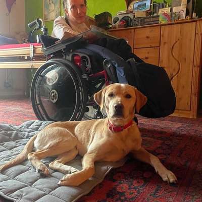 Reinrassige Hunde?-Beitrag-Bild