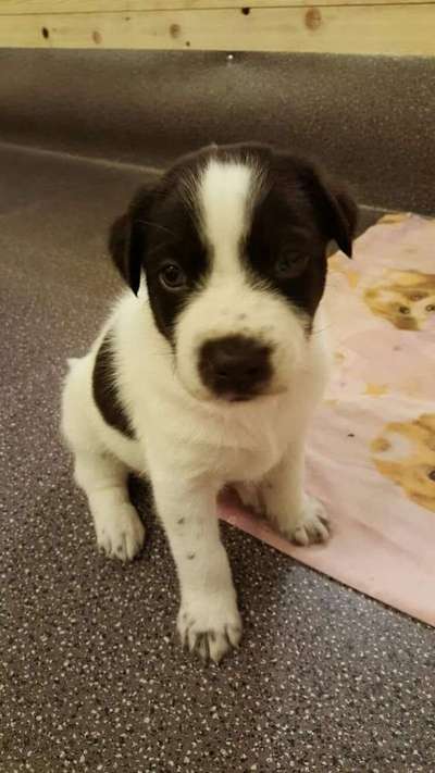 Welpen Bilder !-Beitrag-Bild