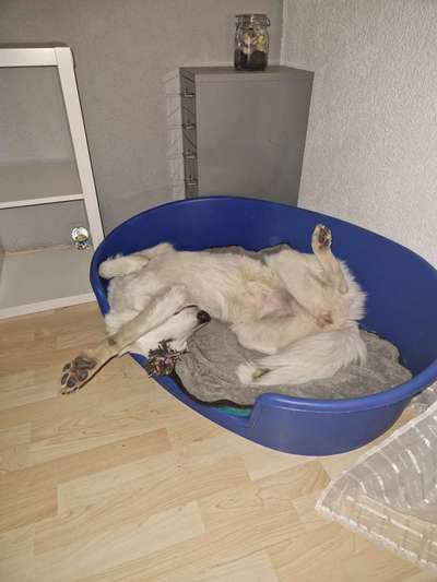 Dogorama Photo Challenge - Frühjahrsmüdigkeit-Beitrag-Bild