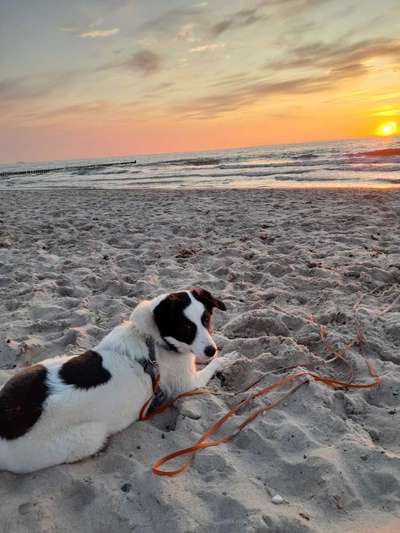 Challenge 41 - Mein Hund im Urlaub-Beitrag-Bild