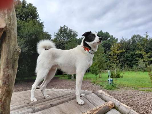 Mischlingshunde Foto Aufruf-Beitrag-Bild