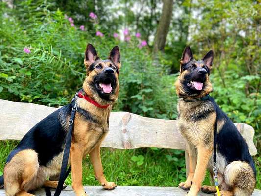 Foto's und Hundemodels-Beitrag-Bild