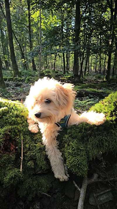 Hundetreffen-Spielgefährten gesucht, kleinere Hunde-Bild