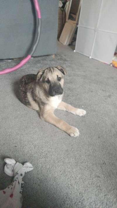 Welpen Bilder !-Beitrag-Bild