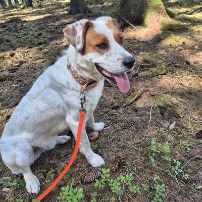 Hundetreffen-Gemeinsame Spaziergänge-Bild