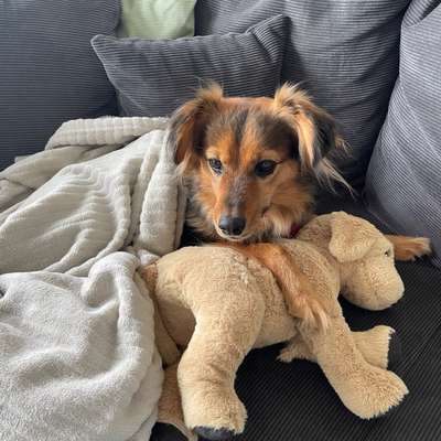 Hundetreffen-Gassirunde in Barntrup-Bild