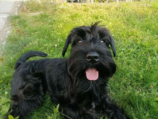 Zwergschnauzer gesucht-Beitrag-Bild