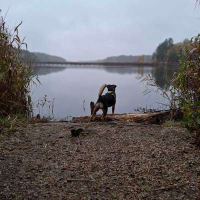 Hundetreffen-Hunderunden-Bild