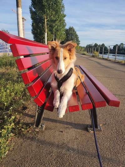 Hundetreffen-Trainingspartner gesucht-Bild