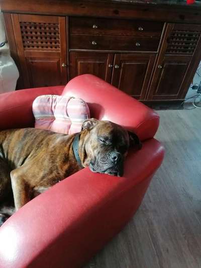 Deutsche Boxer-Beitrag-Bild