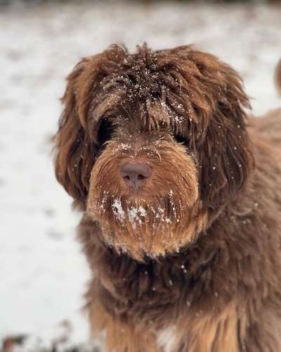 Dogorama Photo Challenge - Portrait-Beitrag-Bild