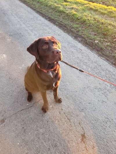 Hundetreffen-Spazieren und spielen-Bild