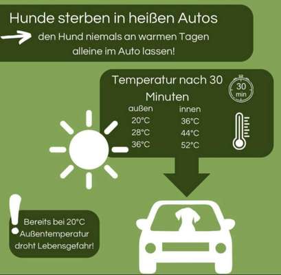 Hunde im Auto bei hohen Außentemperaturen-Beitrag-Bild