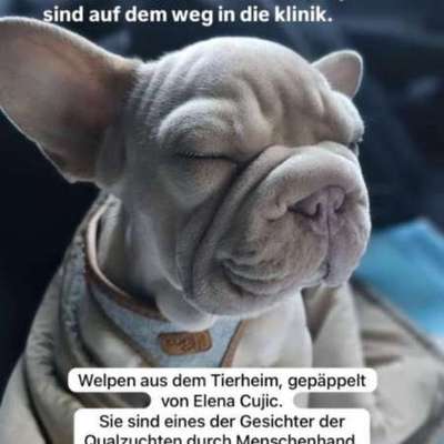 Qualzucht - Warum Aufklärung alleine nicht reicht-Beitrag-Bild