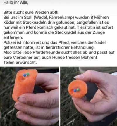 Giftköder-Karotten mit Stecknadeln drin-Bild