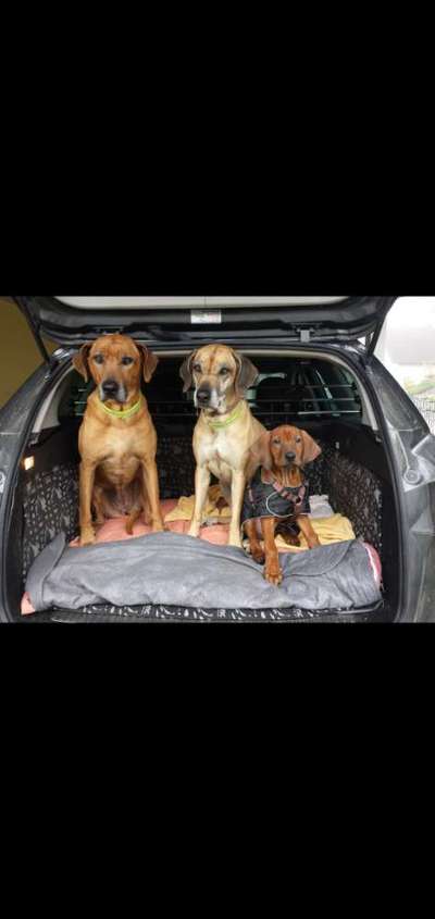 FOTOCHALLENGE 70 - Dein Hund im Auto-Beitrag-Bild