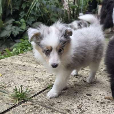 Hundetreffen-Welpen treffen Hachingerbach-Bild