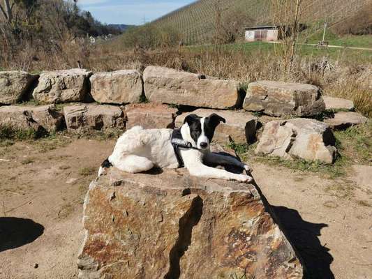 Hundetreffen-Welpentreff, Gassi gehen-Bild