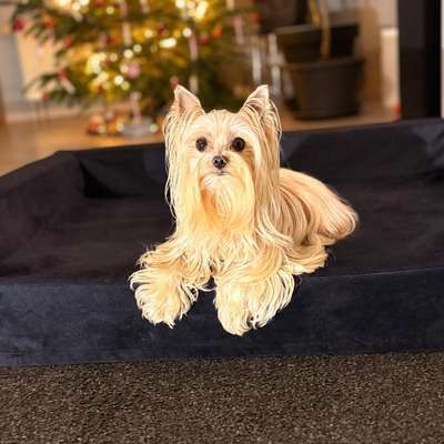 aktuelles Foto Gruppe Yorkshire Terrier