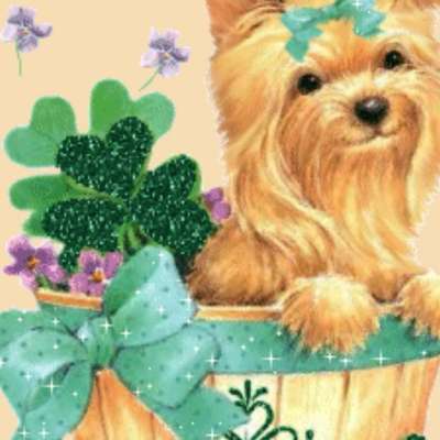 Titelbild Gruppe Yorkshire Terrier
