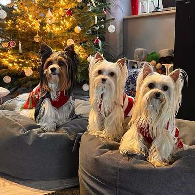 Titelbild Gruppe Yorkshire Terrier