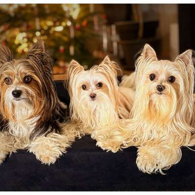 aktuelles Foto Gruppe Yorkshire Terrier