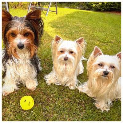 Wie kamst du zu deinem Hund?-Beitrag-Bild