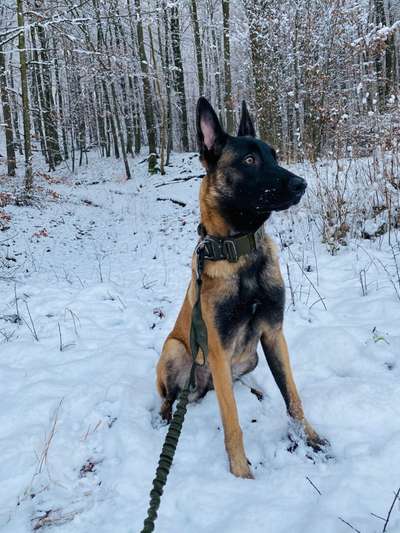 Schäferhund-Fans?-Beitrag-Bild