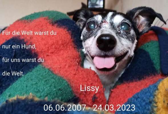 Unsere Fellnasen im Regenbogenland-Beitrag-Bild