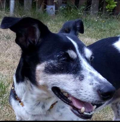 Unsere Fellnasen im Regenbogenland-Beitrag-Bild